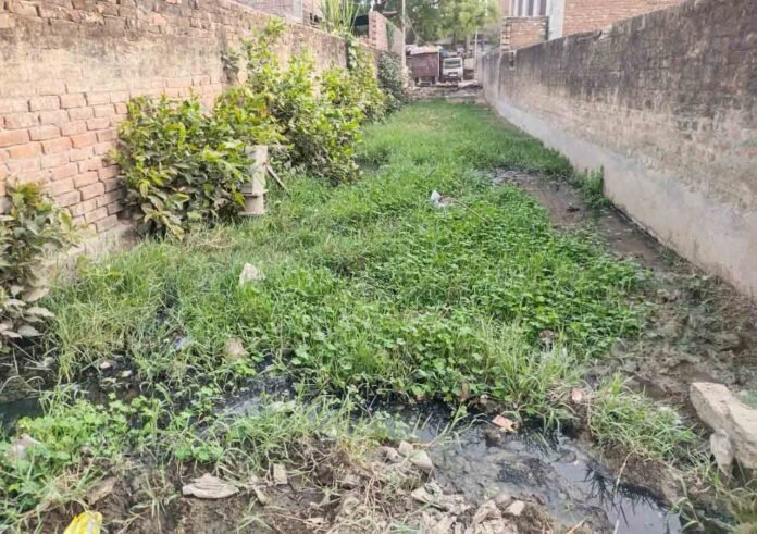 जलीलपुर नई बस्ती में जलजमाव व गंदगी का दृश्य।