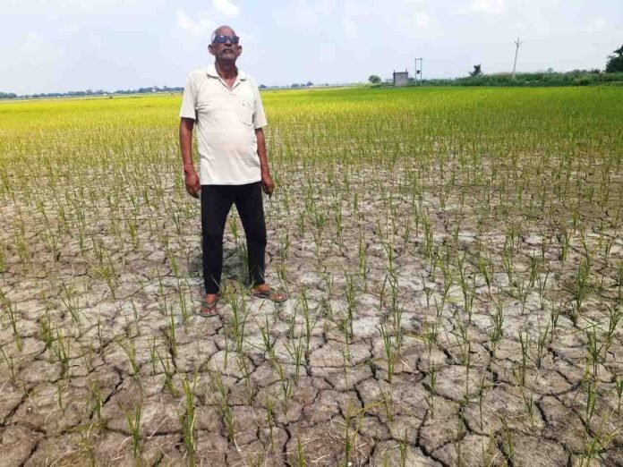 धीना क्षेत्र में रोपे गए धान के खेत में किसान रतन सिंह।