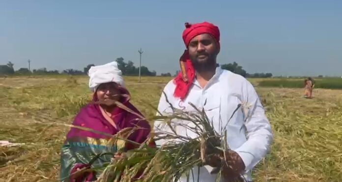 खुरूहुजा गांव के सिवान में धान की कटाई करते मनोज सिंह डब्लू व मीना सिंह।