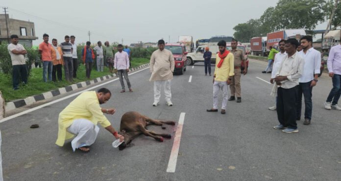 गौवंश संरक्षण के नाम पर राजनीतिक कर रही भाजपा सरकार: Manoj Kumar Singh W