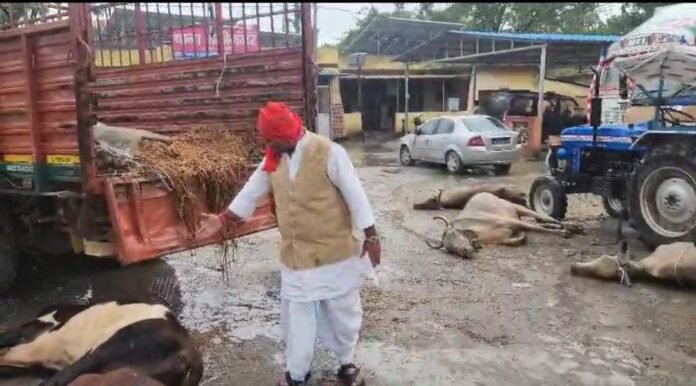 अलीनगर थाने में गौवंश की दुर्दशा दिखाते मनोज सिंह डब्लू