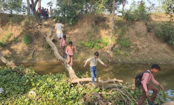 बिंदपुरवां में पेड़ों के सहारे गड़ई नदी पार करते स्कूली बच्चे।