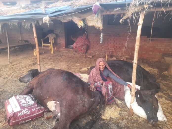 Shahabganj: मृत गायों के पास मायूस बैठी महिला।