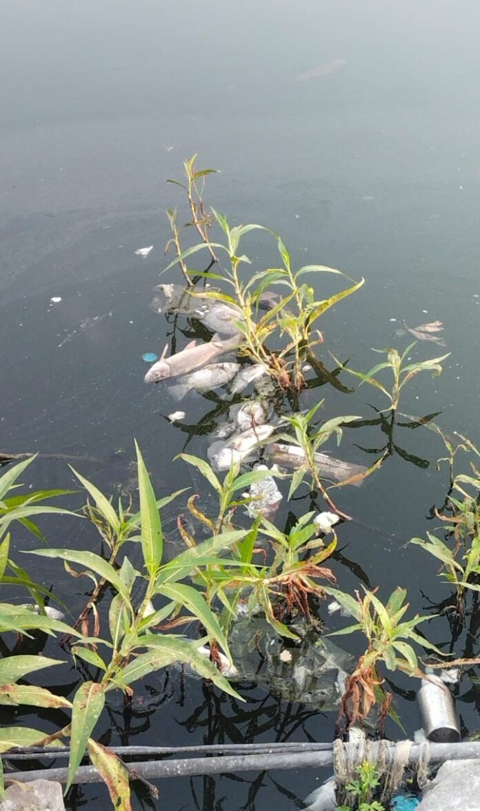 DDU Nagar स्टेशन के पास स्थित तालाब के पानी में मरी पड़ी मछलियां।