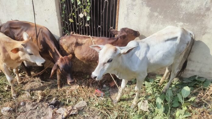 चहनियां क्षेत्र के खण्डवारी गांव में बांधे गये छुट्टा पशु।