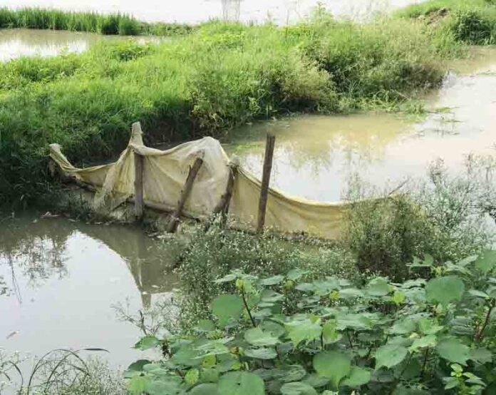 रजवाहा में छलका के पास अवरोधक लगाकर खेतों की सिंचाई करते किसान।